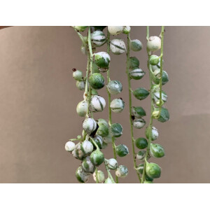 Senecio rowleyanus string of pearls Variegata Babyplant