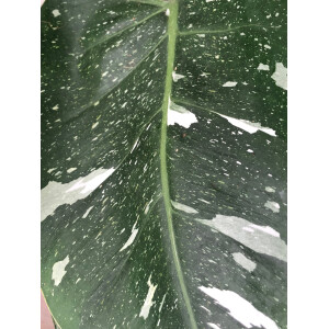 Philodendron White Princess Ableger