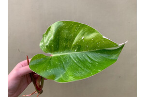 Philodendron White Princess Cutting
