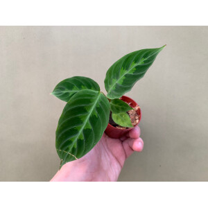 Calathea Warscewiczii Babyplant