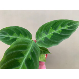 Calathea Warscewiczii Babyplant