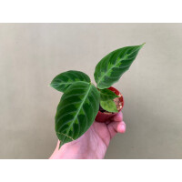 Calathea Warscewiczii Babyplant