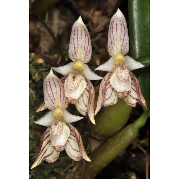 Bulbophyllum ambrosia