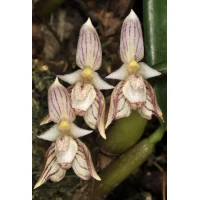 Bulbophyllum ambrosia