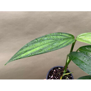 Epipremnum amplissimum Silver Leaf