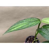 Epipremnum amplissimum Silver Leaf