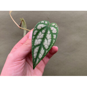 Piper sylvaticum Ableger