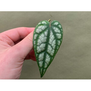 Piper sylvaticum Ableger