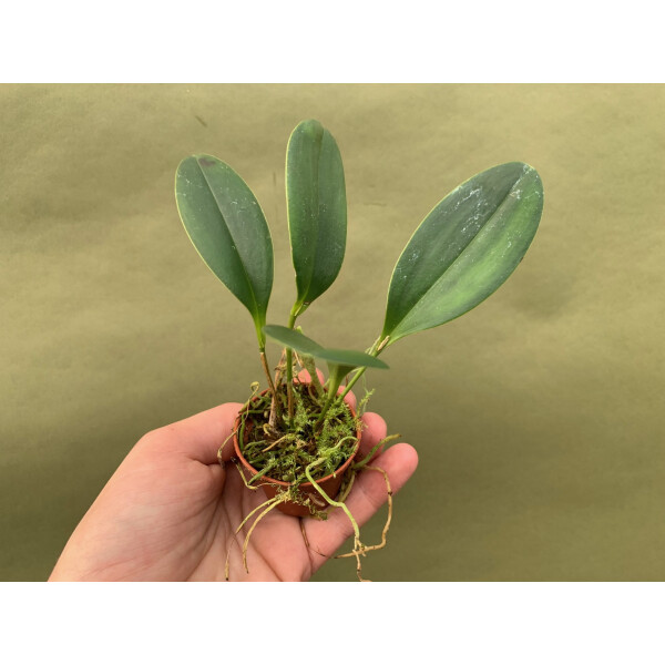 Pleurothallis tuerckheimii