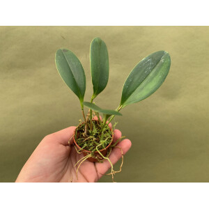 Pleurothallis tuerckheimii