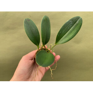 Pleurothallis tuerckheimii