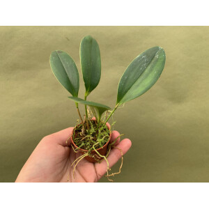 Pleurothallis tuerckheimii