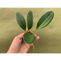 Pleurothallis tuerckheimii