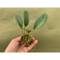 Pleurothallis tuerckheimii