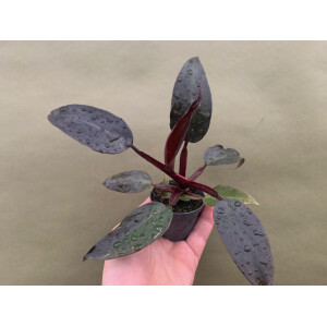 Philodendron erubescens Babyplant