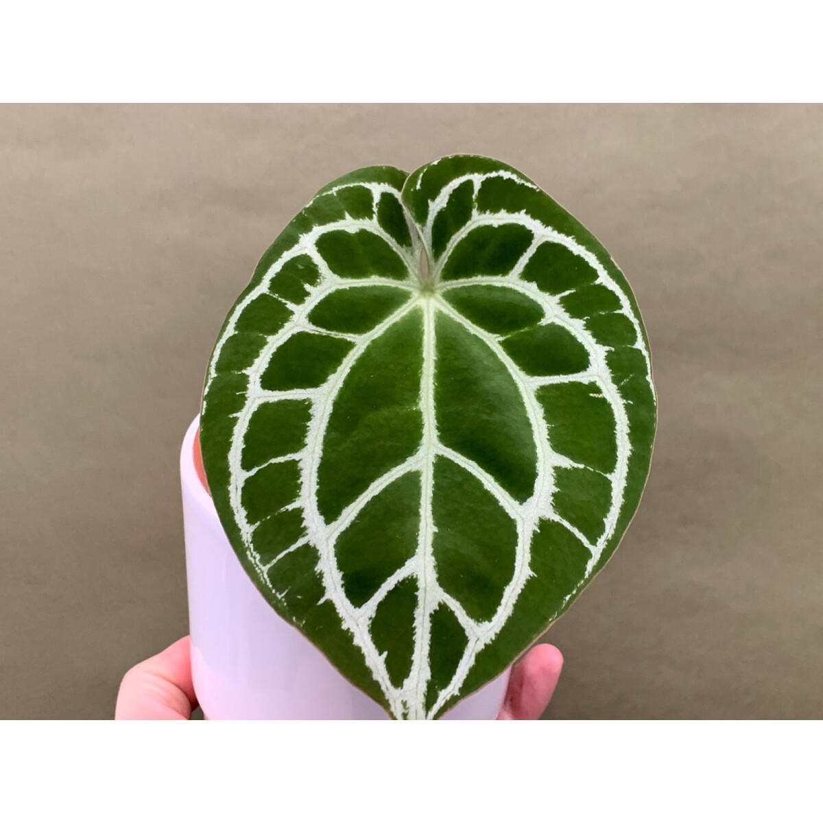 Anthurium crystallinum silver blush