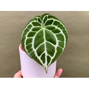 Anthurium crystallinum silver blush