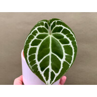 Anthurium crystallinum silver blush