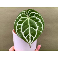 Anthurium crystallinum silver blush