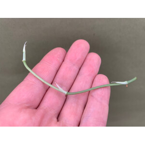 Amydrium Medium Silver Ableger/Node