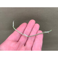 Amydrium Medium Silver Ableger/Node