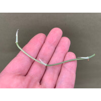 Amydrium Medium Silver Ableger/Node