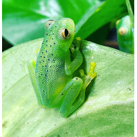 Cochranella granulosa Glasfrosch