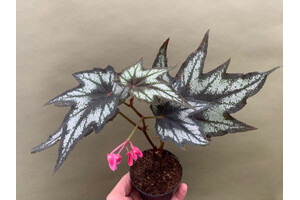 Begonia Little Brother Montgomery