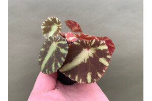 Begonia cleopatrae