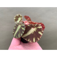 Begonia cleopatrae