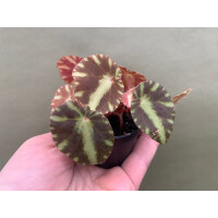 Begonia cleopatrae