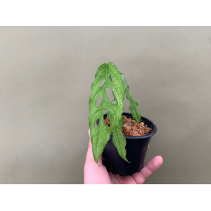 MONSTERA OBLIQUA PERU