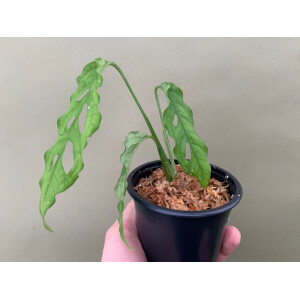 MONSTERA OBLIQUA PERU