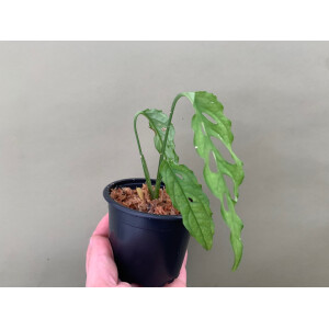 MONSTERA OBLIQUA PERU