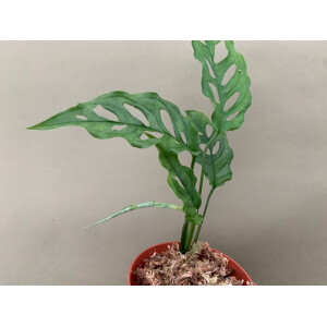 MONSTERA OBLIQUA PERU