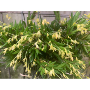 Pleurothallis leptotifolia NEW