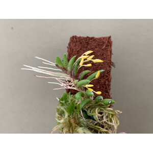 Pleurothallis leptotifolia NEW