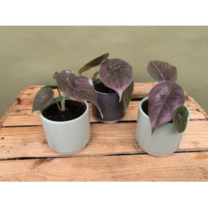 Alocasia azlanii Babyplant