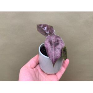Alocasia azlanii Babyplant