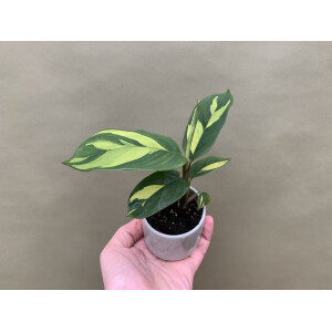 Ctenanthe Lubbersiana Golden Mosaic