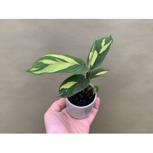 Ctenanthe Lubbersiana Golden Mosaic