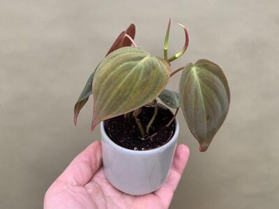 Philodendron hederaceum micans Babyplant