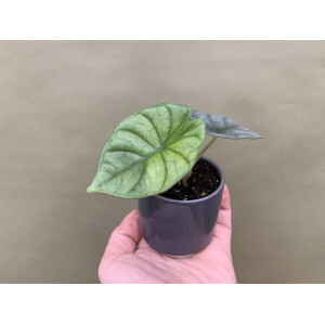 Alocasia nebula silver