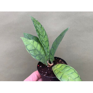 Hoya callistophylla M