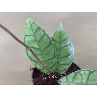 Hoya callistophylla M