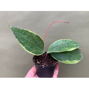 Hoya macrophylla variegata