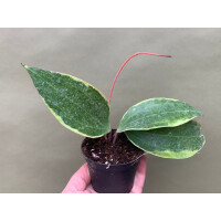 Hoya macrophylla variegata