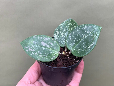 Hoya parasitica Heart Leaves Splash