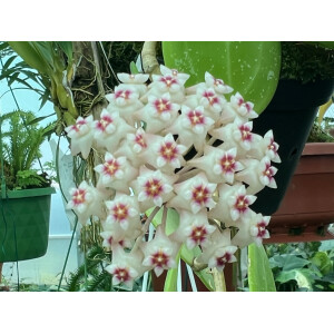 Hoya parasitica Heart Leaves Splash