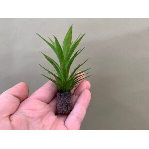 Guzmania theresa Babyplant